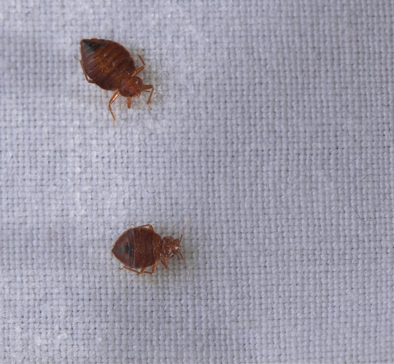 Débarras des punaises de lit